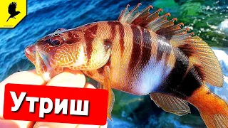 Утриш | Где в Анапе хорошо клюёт?  | Анапа | Рыбалка в чёрном море #rockfishing