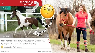 Het bezichtigen van een paard, hoe werkt dat? | felinehoi PAARD KOPEN #3