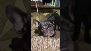 Angry french bulldog