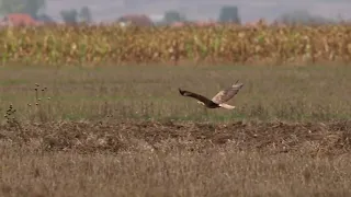 The long-legged buzzard (Buteo rufinus), Shqiponja bishtbardhe.