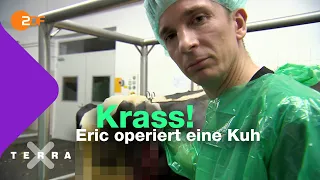 Notfall in der Großtierklinik | Terra X plus