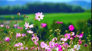 Flowers On Field | Free HD Video Background | TN VFX