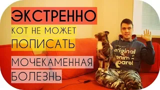 Кот не может пописать что делать срочно / Мочекаменная болезнь у кота