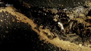 DOKU HD Krieg der Ameisen