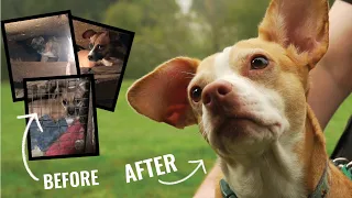 Rescuing 32 neglected dogs - their story will warm your heart! | Pasado's Safe Haven Hoarding Rescue