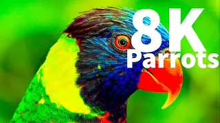 Most Beautiful Parrots Special Collection in 8K ULTRA HD HDR