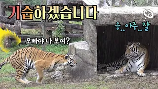 비오면 🌧호숲에🌳 텐션 넘치는🎶 호랑이가 🐯살아요🏡