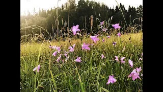 TIP NA VÝLET: ŠUMAVA | Češka z Česka