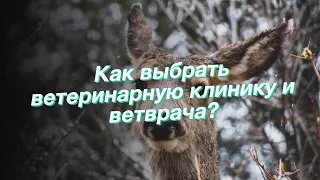 Как выбрать ветеринарную клинику и ветврача?