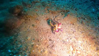 Flamboyant Cuttlefish