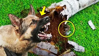Ex-Police Dog Won't Stop Barking At Tree. Its Owner Cuts It Down & Gets The Shock of a Lifetime!