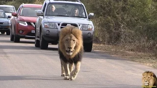 Lets Follow That Lion