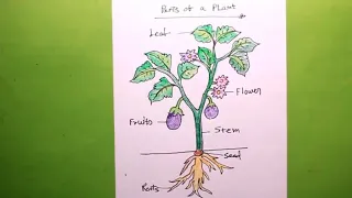 How TO Draw a plant/let's draw the parts of a plant/plant drawing for school project