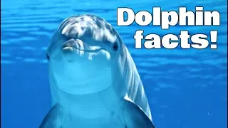 Dolphin Facts for Kids | Classroom Edition Animal Learning Video