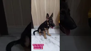 Play The Sound And See The Reaction🔊 #gsd #germanshepherd #gsdpuppy #germanshepherddog