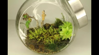 Zeitraffer / Time Lapse ewiges Terrarium Vivarium