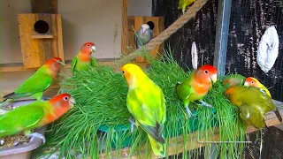 Lovebirds Roseicollis Aviary - August 8th, 2021 - Sunday Morning