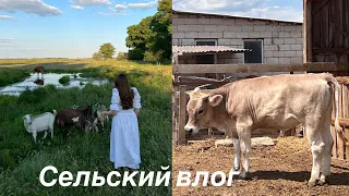Vlog/Дагестанская невеста, или сельская жизнь.