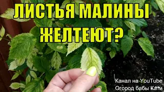 Хлороз малины. Почему желтеют листья у малины и что делать?