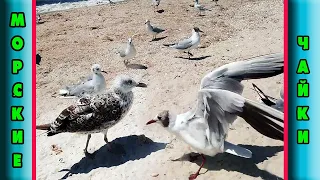 Чайки / Seagull ⛵🌊🐦