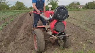 Посадка картофеля под двойной окучник.