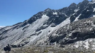 4 Day Solo Red Stag and Chamois Hunting New Zealand
