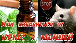 ➤ Как избавиться от крыс и мышей ➤ Лучший народный метод 100%