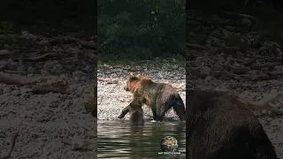 Медведи в дикой природе. Курильское озеро. Камчатка. #мирприключений #дикаяприрода #дикиеживотные