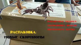 Посылка со скорпионами. Parabuthus villosus и другие