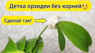 Детка орхидеи без корней || Тепличка и раствор для роста корней детки орхидеи