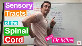 Sensory (Ascending) Tracts in the Spinal Cord