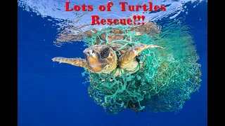 Turtles rescued from a ghost net -  Lot of turtles rescued!!!!