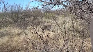 2024 Archery Javelina hunt in AZ