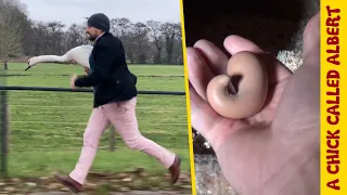 The weirdest egg ever + two more bonus videos to celebrate crossing 3.000.000 subs!