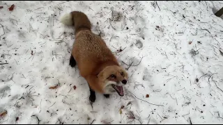 Alice the fox. The fox behaved calmly, but suddenly attacked.