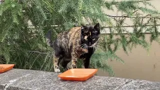 They were So Excited for food - cat videos youtube - Feeding Stray Cats | YUFUS