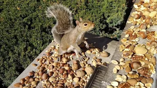 Squirrels' reactions to nut wonderland