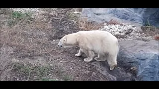 Eisbären beim spielen im Zoo-Tierpark Wien, Österreich, Wochenendausflug, Reisetipp für die Familie