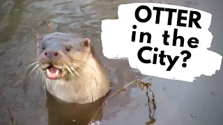 Otters in the wild - Norwich - UK