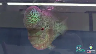 Malaysia Flowerhorn Competition 2023 at Meng Aquarium | Grand Champion Flowerhorn