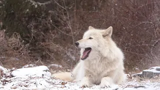 His Howl Give you Chills. The Good Kind.