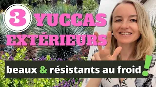 3 beaux YUCCAS EXTERIEURS résistants au froid !