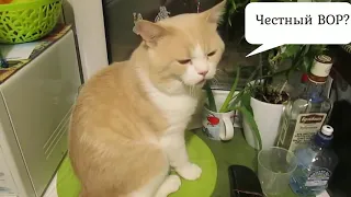 КОТОМАФИЯ/Коты воришки/ приколы ноябрь 2018/лучшие подборки Funny Kitty cats