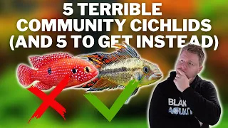 5 Great Cichlids for Community Tanks and 5 to Avoid