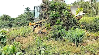 amazing SD16 SHANTUI BULDUZER stronger pushing big roots in tree..road trace.