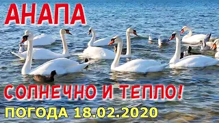 #АНАПА. ПОГОДА 18.02.2020. СОЛНЕЧНО И ТЕПЛО! ЦЕНТРАЛЬНЫЙ ПЛЯЖ. О досуге зимой. Лебеди на море!