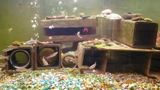 Feeding Fathead Minnows Again