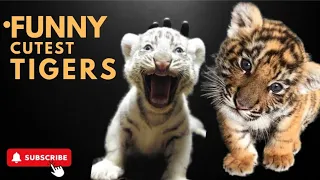 CUTEST Baby Tiger Videos That You Have ToSee- Cute Baby Animals