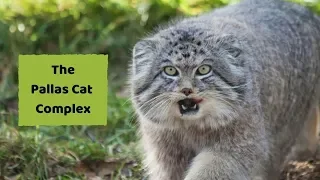 The Pallas Cat Complex at Port Lympne