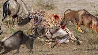 Leopards Hunt Wildebeests While Giving Birth, Teammates Counterattack To Protect Mother And Child